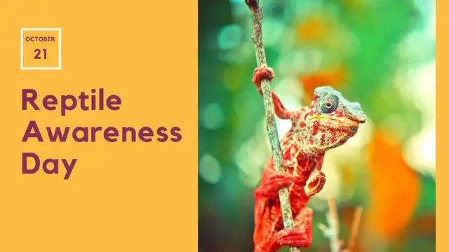 'Video thumbnail for Reptile Awareness Day - All About Snakes, Lizards, Tortoises & Other Reptiles'