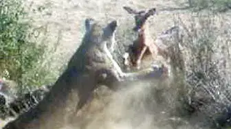 Video thumbnail for Lion Catches and Kills Impala Mid-Air