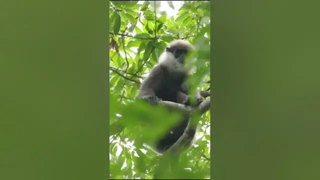 Video thumbnail for Northern Monkey  Purple faced leaf monkey  #shorts