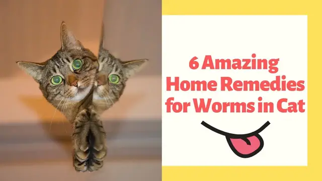 'Video thumbnail for 6 Amazing Home Remedies for Worms in Cat'
