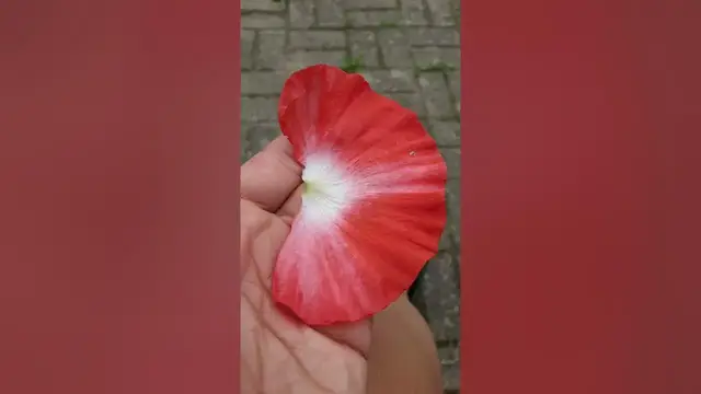 Video thumbnail for #shorts ✂️ Karte basteln mit dem Cricut Joy Plotter mit echten Mohn Blüten ⚘