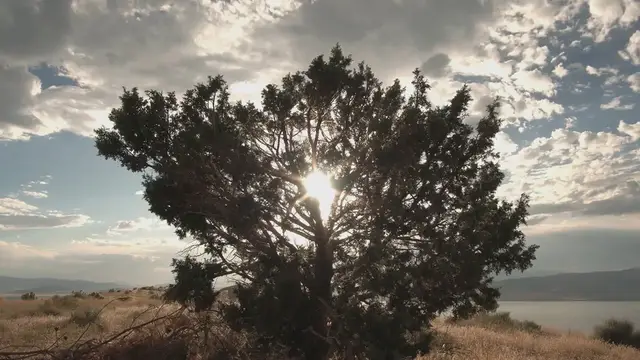 Video thumbnail for Best Shrubs for Shade