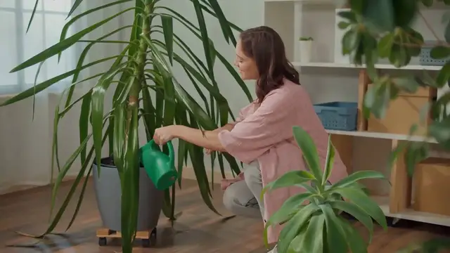 'Video thumbnail for Parlor Palm Care In Winter'