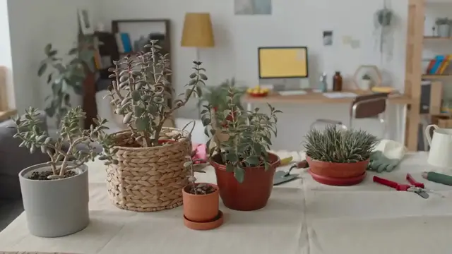 'Video thumbnail for How To Grow Parlor Palm'