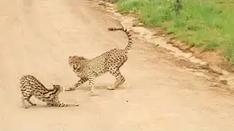 Video thumbnail for Serval vs Cheetahs
