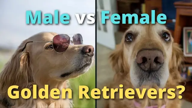 Video thumbnail for Male vs. Female Golden Retriever: What's The Difference?