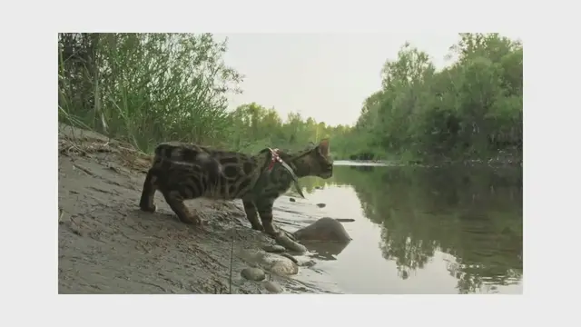 'Video thumbnail for Ocelot Video'