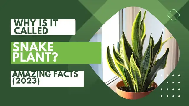'Video thumbnail for Why Is It Called Snake Plant? Amazing Facts (2023)'