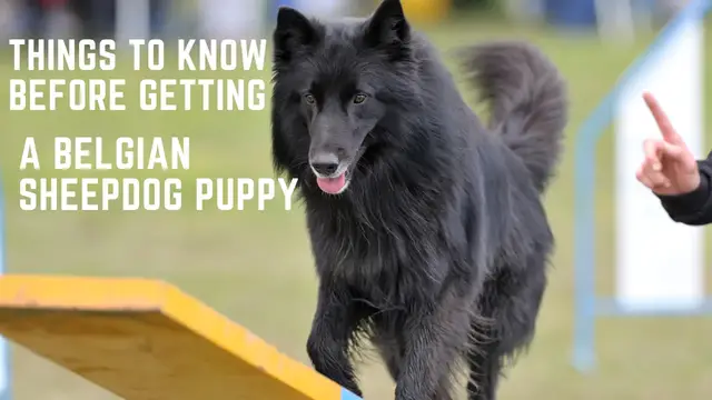 Video thumbnail for Belgian sheepdog puppy things to know before getting a Belgian sheepdog puppy,