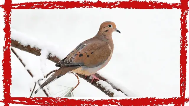 Video thumbnail for 5 Minutes Mourning Dove Call/Sound [Calm & Peaceful]