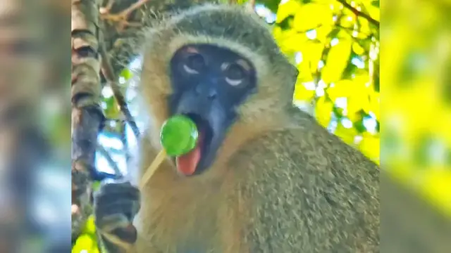 'Video thumbnail for Monkey Steals and Eats Lollipop in Front of Tourists'