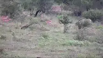 'Video thumbnail for Live Safari from the Kruger National Park'