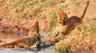Video thumbnail for Crocodile Attacks a Leopard Trying To Steal Its Food