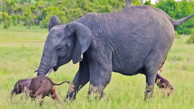 'Video thumbnail for Baby Elephant Falls after First Steps & Makes Mom Worried'