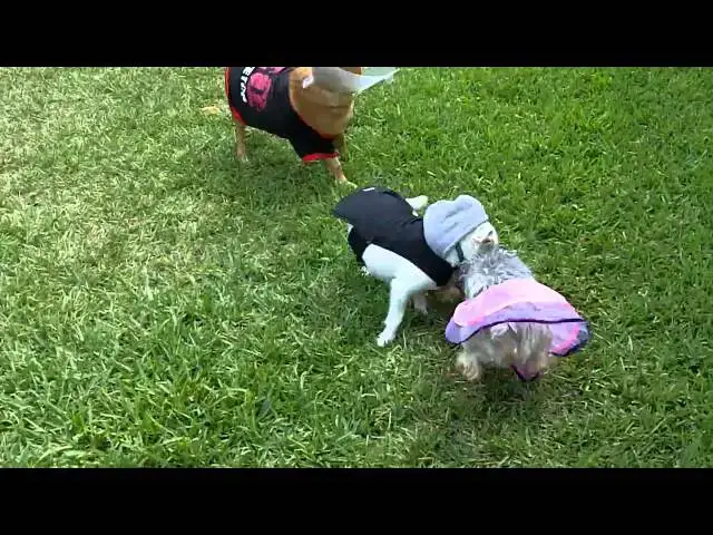 Video thumbnail for LOUE PLAYING WITH ARENA AND PINKY