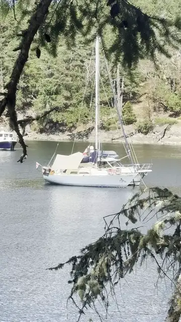 Video thumbnail for Solitary Roosevelt Elk Roaming Prevost Island Shores