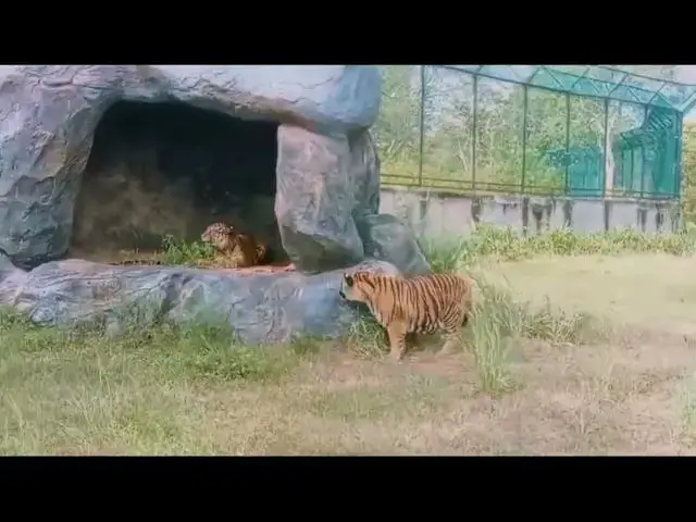 Video thumbnail for @# සැඟවී සිට පහර දීමක්..@#.An ambush # bengal tiger attack ..# safari.@