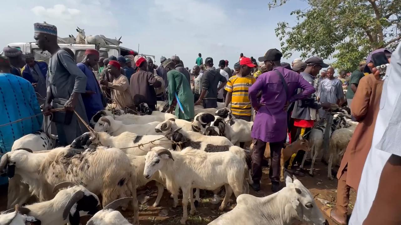 Video thumbnail for Nigeria: Crowds grow at livestock markets in Nigeria ahead of Eid al-Adha.