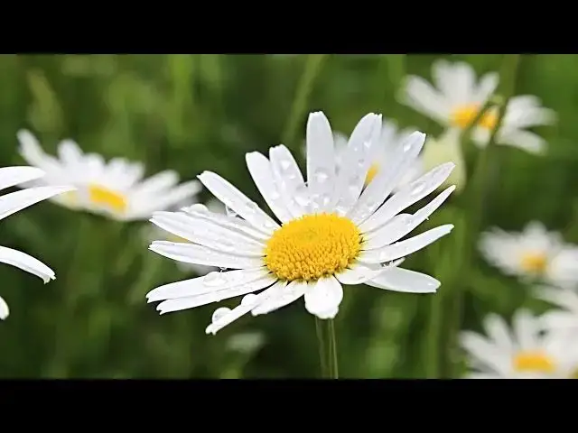 Video thumbnail for HD flower video   Amazing nature