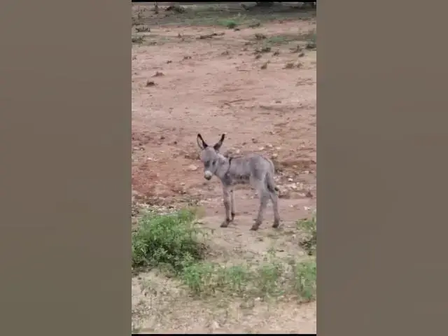 Video thumbnail for Little Donky😄😄