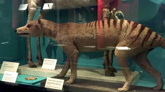 Video thumbnail for RNA from extinct Tasmanian tiger extracted in world-first discovery