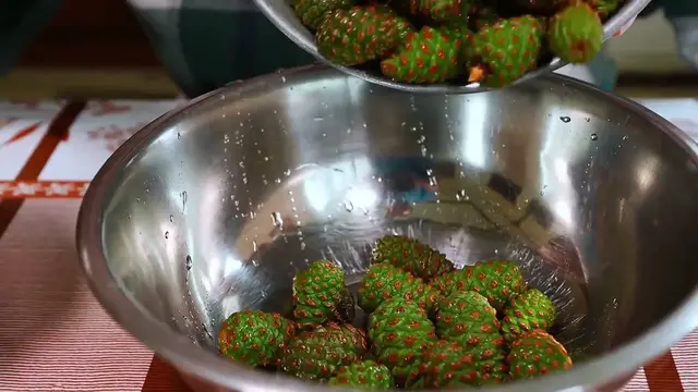 Video thumbnail for Growing Junipers from Seeds