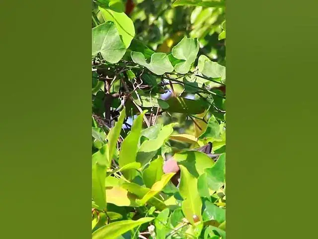 Video thumbnail for Wild bird eat fruit 7 #dovebird #smallbird #birds #bird #shortdove #nestdove #babiesdove