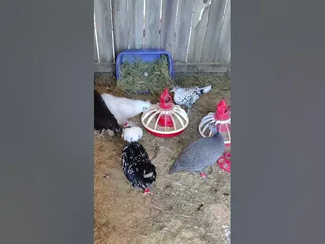 Video thumbnail for Streamers On A Silkie Chicken #Shorts