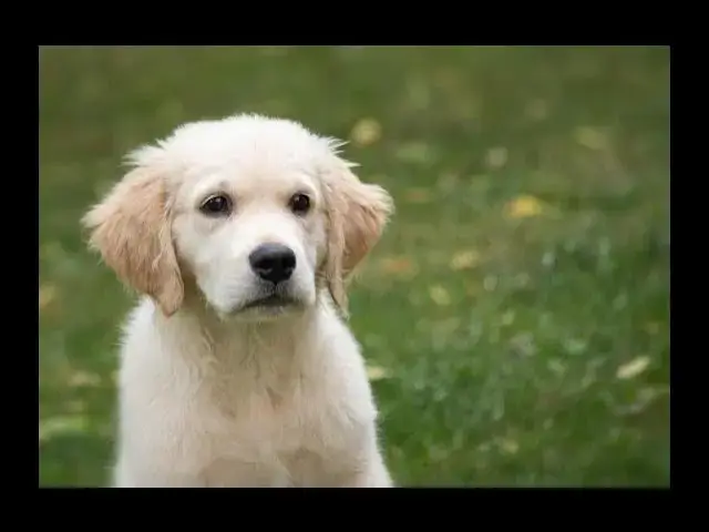'Video thumbnail for Can Puppies Eat Jam? The Sticky Truth Revealed!'