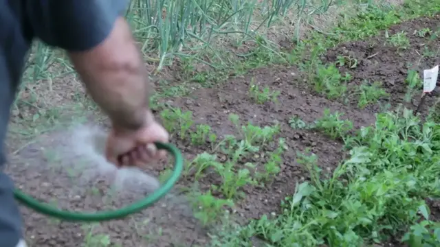 Video thumbnail for Drought-Tolerant Shrubs
