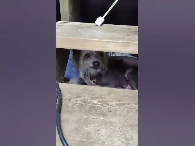 Video thumbnail for Chinese Crested Dog Stuck Behind Stairs #Shorts