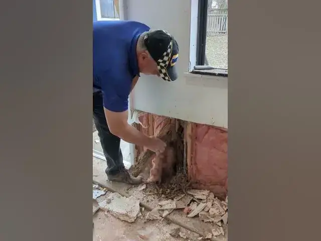 Video thumbnail for Termite Damage #Shorts