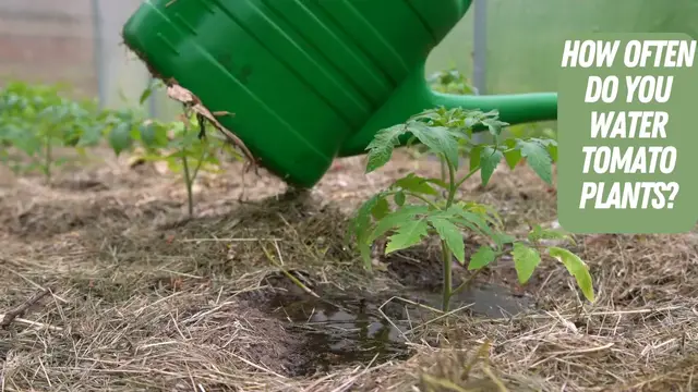 Video thumbnail for How Often Do You Water Tomato Plants vid