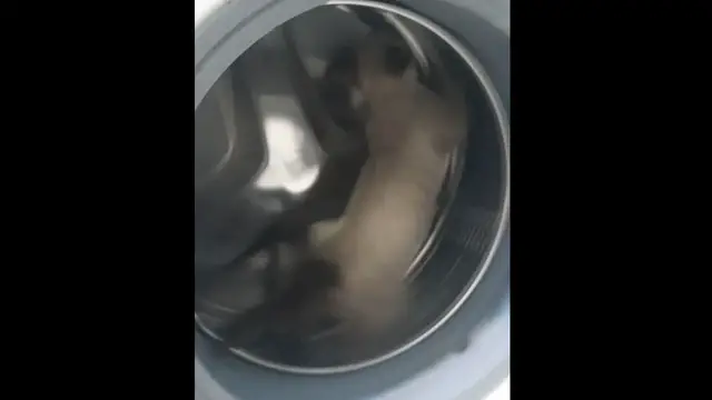 Video thumbnail for Cat Runs Inside Washing Machine Like a Hamster