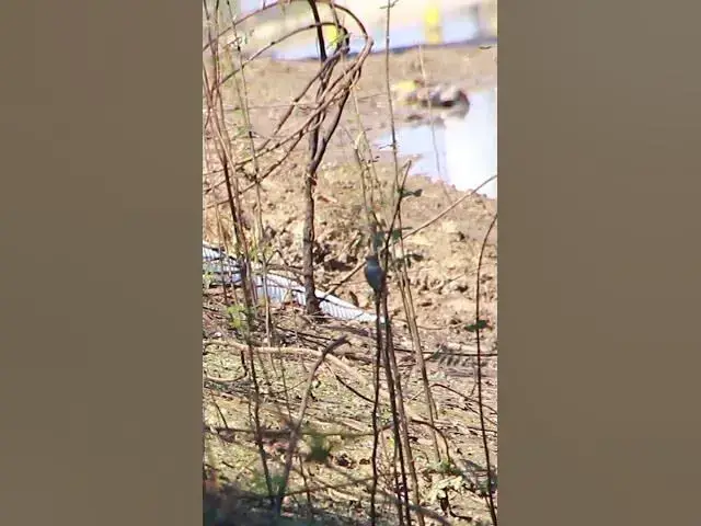 Video thumbnail for Top Small Bird 1 dovebird #smallbird #birds #bird #shortdove #nestdove #babiesdove