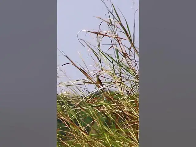 Video thumbnail for Top Small Bird dovebird #smallbird #birds #bird #shortdove #nestdove #babiesdove