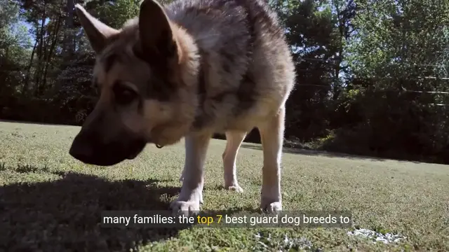 Video thumbnail for Top 7 Best Guard Dog Breeds to Protect Your Family in 2024