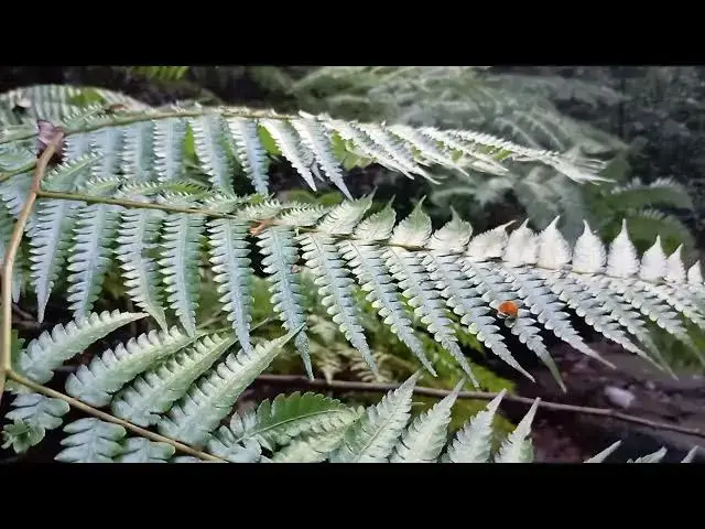 Video thumbnail for Cibotium barometz