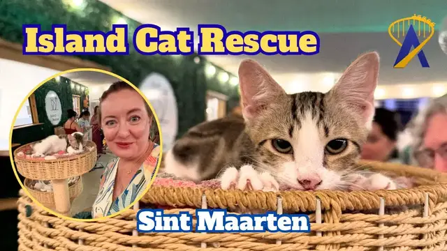 Video thumbnail for Island Cat Rescue and Adoption Center - Sint Maarten