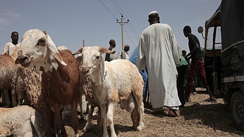 Video thumbnail for Ramadan preparations underway at Sudan's Gedaref livestock market