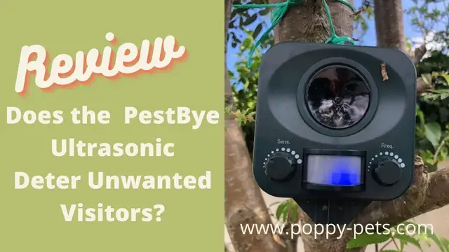 Video thumbnail for Cat Repellent: PestBye Wall / Ground Deterrent for Cats, Dogs, Rodents, Foxes - Pros & Cons?