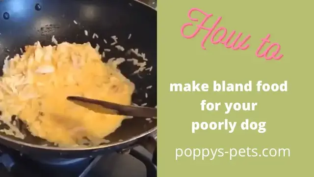 Video thumbnail for Made for a Romanian Rescue Dog: Quick & Easy Homecooked Meal for Diarrhoea, Vomiting