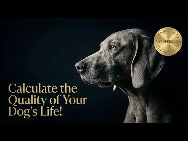 Video thumbnail for How to Truly Measure Your Dog’s Quality of Life Beyond the Tail Wag