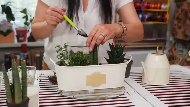 Video thumbnail for Succulents That Flower Indoors