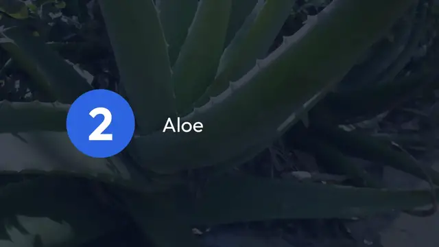 Video thumbnail for Unique Succulent Varieties to Grow