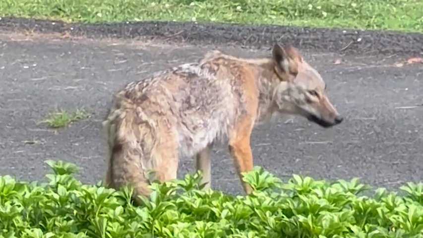 Video thumbnail for Irvington dog survives violent coyote attack as officials issue warning