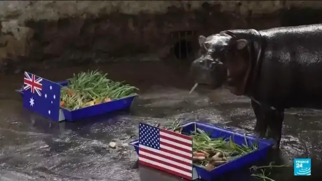 Video thumbnail for Animals predict World Cup results: Who will win the 2026 competition?