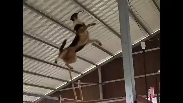 Video thumbnail for China: Chinese village dog clears obstacles and catches hanging rat in midair.