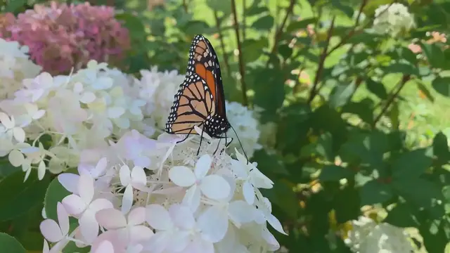 'Video thumbnail for Flowering Shrubs'
