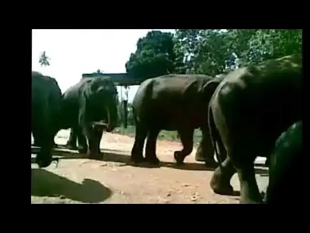 Video thumbnail for Pinnawela Elephant Walking to their bath
